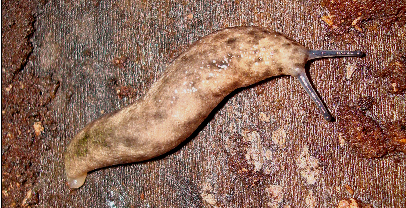 VA_LandSnails